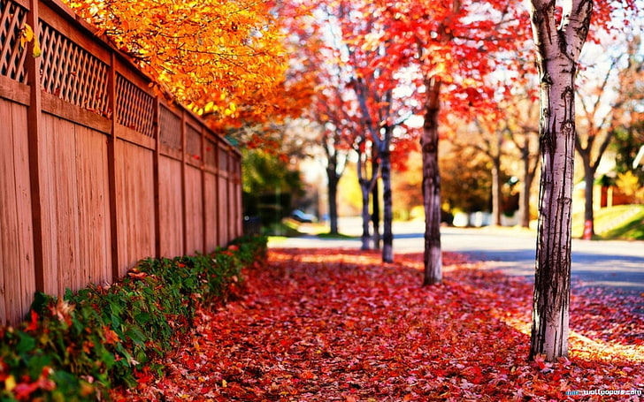 秋の街 自然 秋 Hdデスクトップの壁紙 Wallpaperbetter