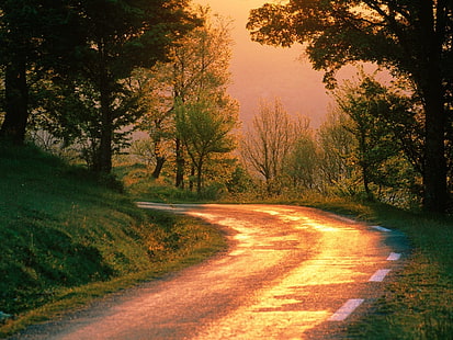road and trees, road, turn, wood, morning, HD wallpaper HD wallpaper
