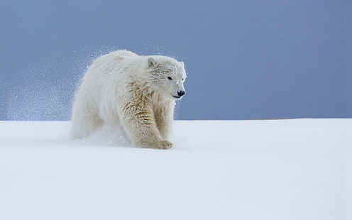 animals, snow, polar bears, baby animals, HD wallpaper HD wallpaper