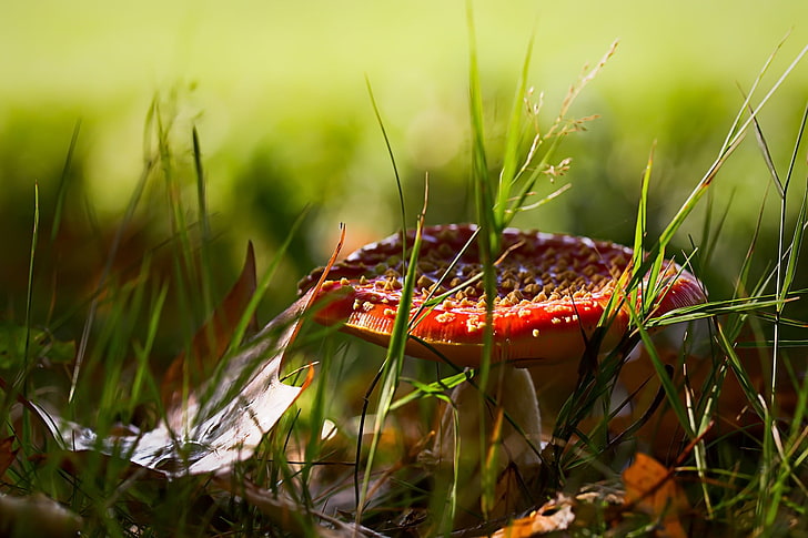 mushroom, nature, red, green, grass, HD wallpaper