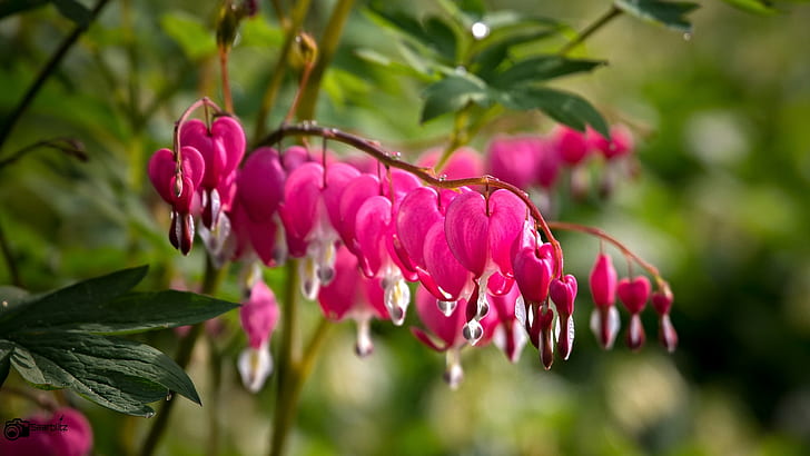 selective focus photography of bleeding hearts flowers, lamprocapnos spectabilis, lamprocapnos spectabilis, Das, Herz, Lamprocapnos spectabilis, selective focus, photography, bleeding hearts, hearts flowers, Lamprocapnos  spectabilis, blumen, blossoms, frühling, farben, saarbrücken, saarland, germany, canon, watery, nature, red, plant, flower, leaf, HD wallpaper