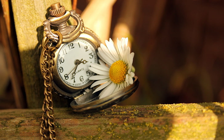 clock time daisy flower-plants desktop wallpaper, gold-colored pocket watch, HD wallpaper