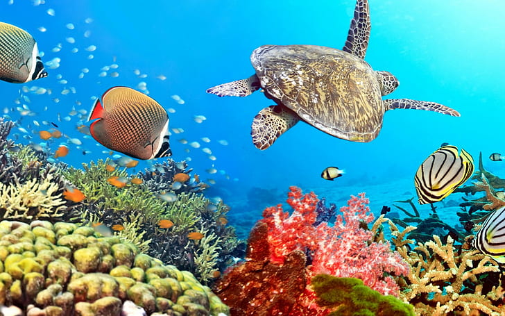Fishes underwater, tropical, coral, reef, underwater, Ocean, fishes, HD wallpaper