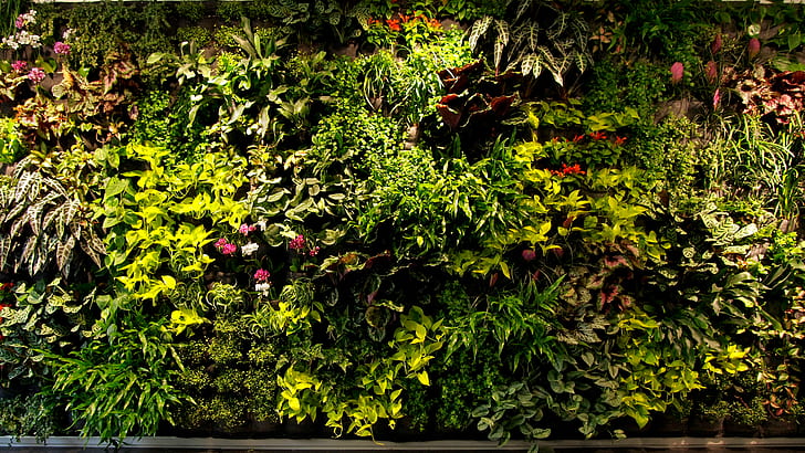Bush Plants HD, grön växt, natur, växter, bush, HD tapet