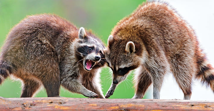 raccoons, couple, fight, open mouth, HD wallpaper