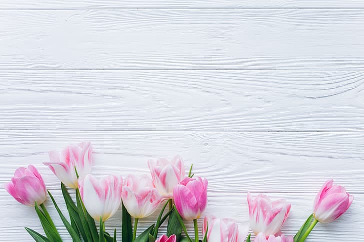 fiori, tulipani, rosa, fresco, legno, bello, primavera, Sfondo HD