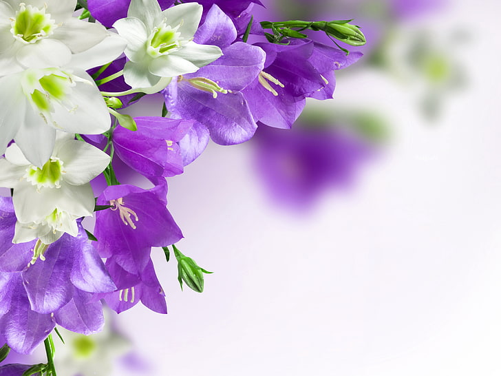flores blancas y moradas, flores, púrpura, campanas, campanula, Fondo de pantalla HD