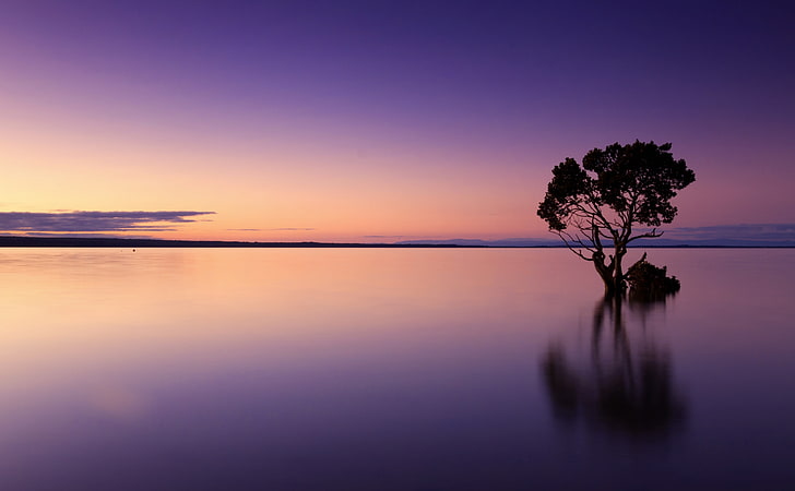 Calm Ocean Dusk, green tree, Nature, Beach, Purple, Sunset, Lake, Tree, Water, Calm, Amazing, Silhouette, Sundown, Reflection, Skyline, Horizon, HD wallpaper