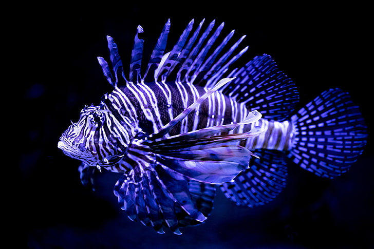 lionfish 4k  picture, HD wallpaper