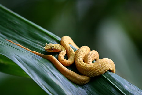 Reptilien, Viper, Wimpernotter, Schlange, HD-Hintergrundbild HD wallpaper