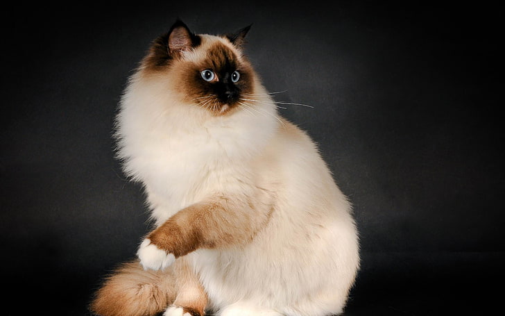 Рэгдолл порода кошек-животных Фотообои, белый гималайский кот, HD обои
