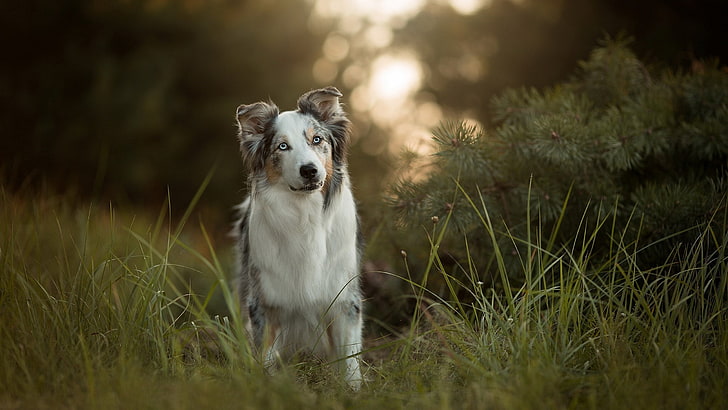 image of australian shepherd dog, HD wallpaper