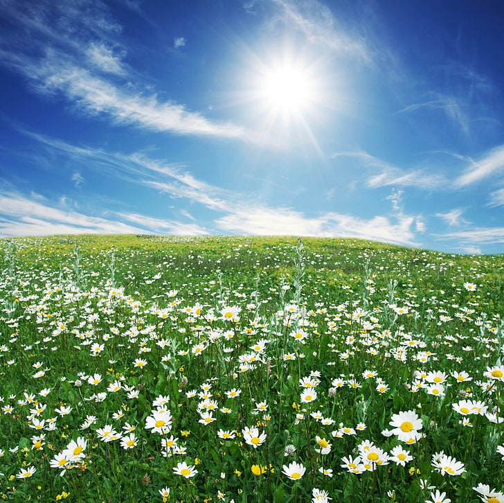 picture of daisy field, HD wallpaper