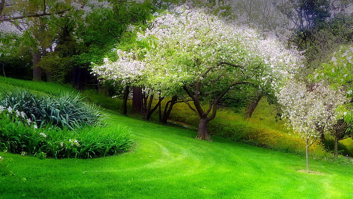 склон, пролет, трева, парк, цъфтящо дърво, HD тапет