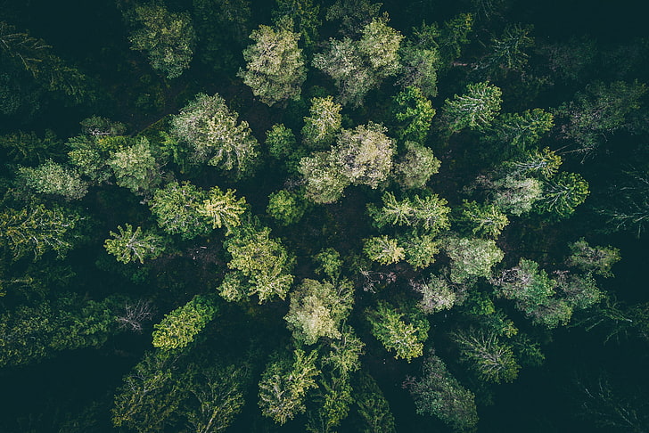green trees, landscape, wood, forest, drone photo, HD wallpaper