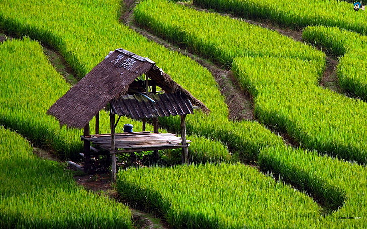 Маленький дом на рисовом поле, рис, дом, поле, маленький, природа и пейзажи, HD обои
