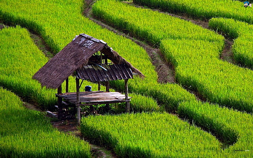 Pequeña casa en el campo de arroz, arroz, casa, campo, pequeño, naturaleza y paisajes, Fondo de pantalla HD HD wallpaper