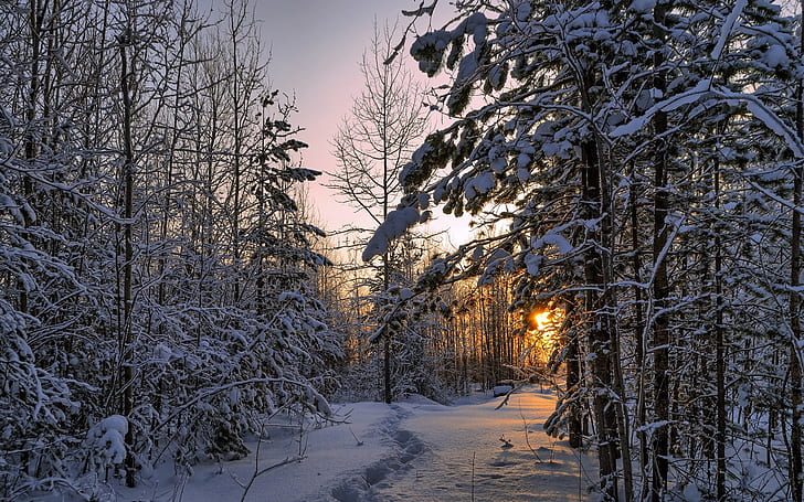Inverno, foresta, neve fitta, alberi, tramonto, Inverno, foresta, neve, alberi, tramonto, Sfondo HD