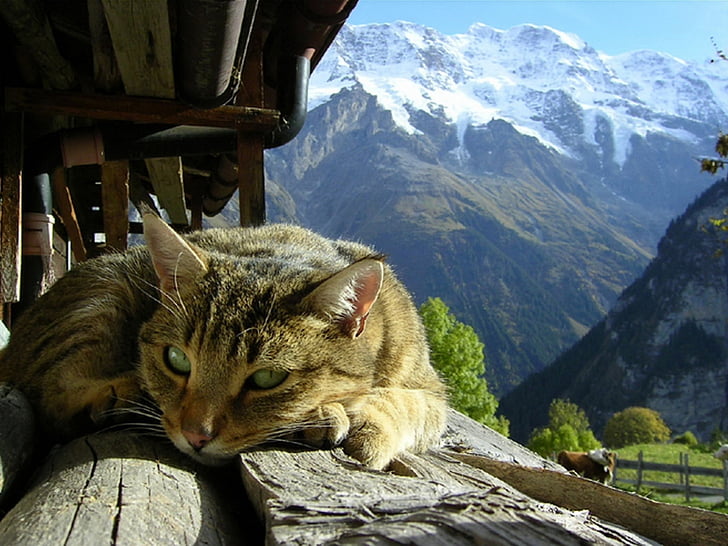 animales, descansando, gato, HD-Hintergrundbild