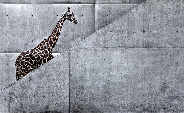 Giraffe Climbing Stairs, giraffe illustration, Funny, Giraffe, Climbing, Stairs, HD wallpaper