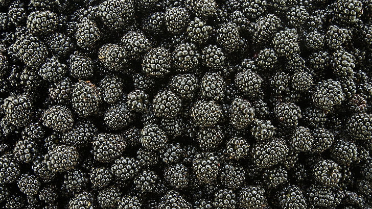 schwarze Beeren, Lebensmittel, Pflanzen, Obst, Brombeeren, Makro, HD-Hintergrundbild