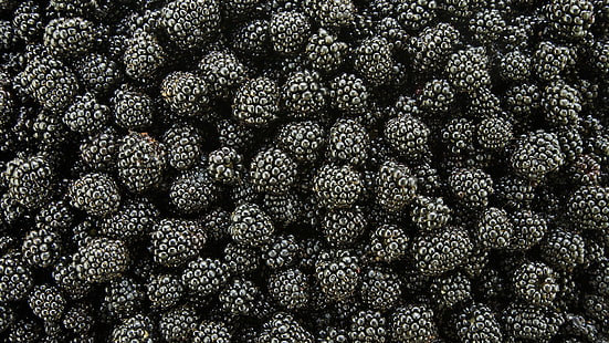 schwarze Beeren, Lebensmittel, Pflanzen, Obst, Brombeeren, Makro, HD-Hintergrundbild HD wallpaper