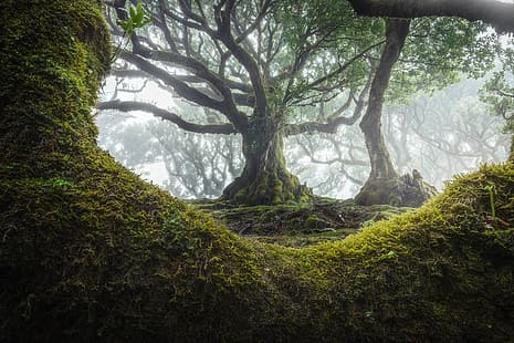 naturaleza, árboles, niebla, musgo, hojas, monzón, lluvia, madeira, Portugal, Fondo de pantalla HD HD wallpaper