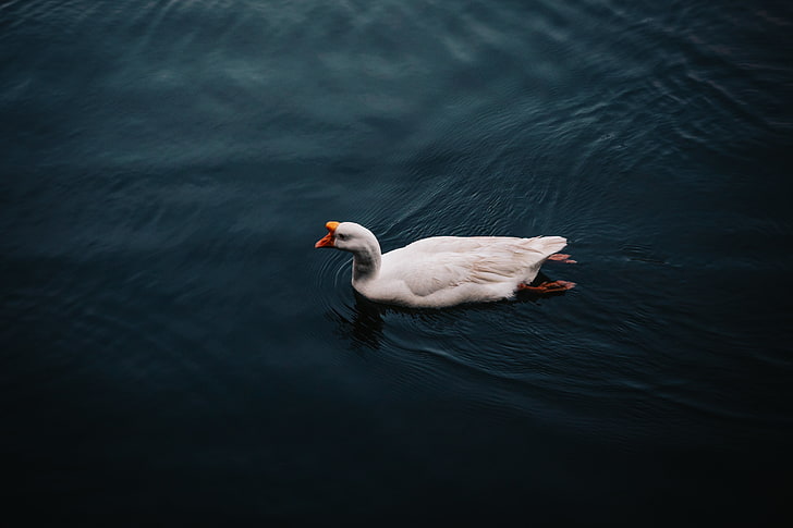 белый лебедь, гусь, птица, плавать, HD обои