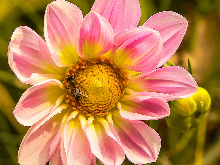 gros plan photo d'une abeille sur une fleur pétalée rose et jaune, nature, gros plan, mise au point, photo, abeille, rose, jaune, fleur, Cachemire, plante, pétale, tête de fleur, été, rose Couleur, feuillegros plan, botanique, beauté Dans la nature, Fond d'écran HD