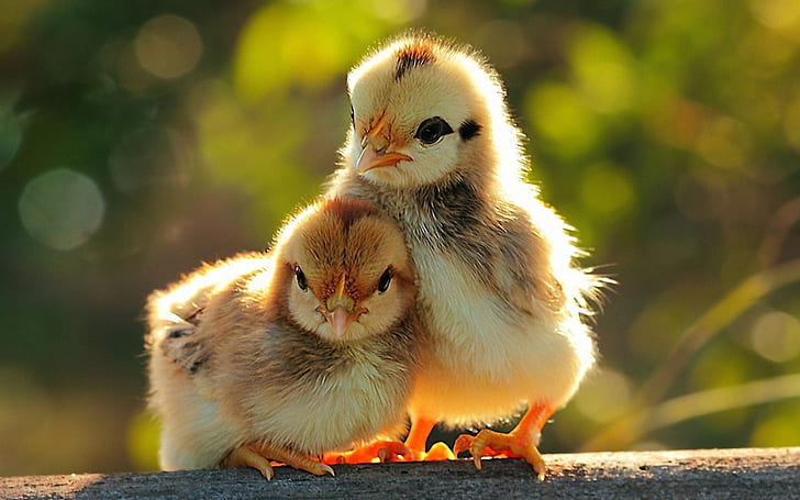 Little Chickens, chicks, love, funny, mood, background, HD wallpaper