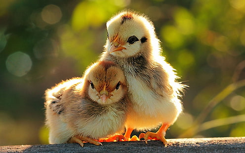 Little Chickens, chicks, love, funny, mood, background, HD wallpaper HD wallpaper