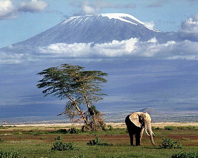 Afrika, Mount Kilimanjaro, elefant, djur, natur, landskap, HD tapet HD wallpaper