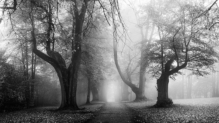 two black and white trees painting, landscape, nature, morning, mist, fall, leaves, old, trees, path, dirt road, monochrome, Germany, HD wallpaper