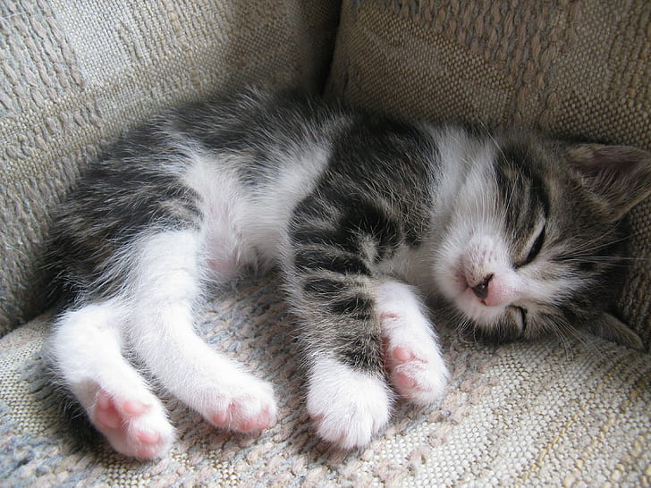 weißes und braunes Kätzchen schlafend, Katze, Katze, Schimmer, braune getigerte Katze, getigerte Katze, Kätzchen, Wochen, alt, weißes, Kätzchen, Haustiere, Hauskatze, Tier, niedlich, schlafend, HD-Hintergrundbild
