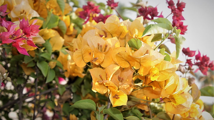 bunga, tanaman, bunga kuning, tanaman berbunga, floristry, bugenvil, musim panas, Wallpaper HD