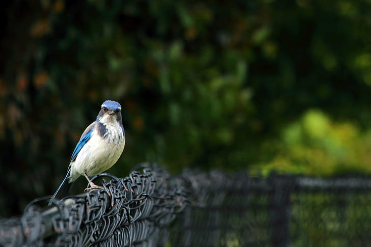 Scrub Jay perched on screen during daytime, HUH, Part 2, on screen, daytime, Part  2, Bird, Western  Scrub  Jay, Chain  Link  Fence, Friday, DOF, Depth  Of  Field, Focus, Bokeh, Riverfront  Park, Salem  Oregon, Willamette  River, Wildlife  Photography, nature, animal, wildlife, outdoors, HD wallpaper