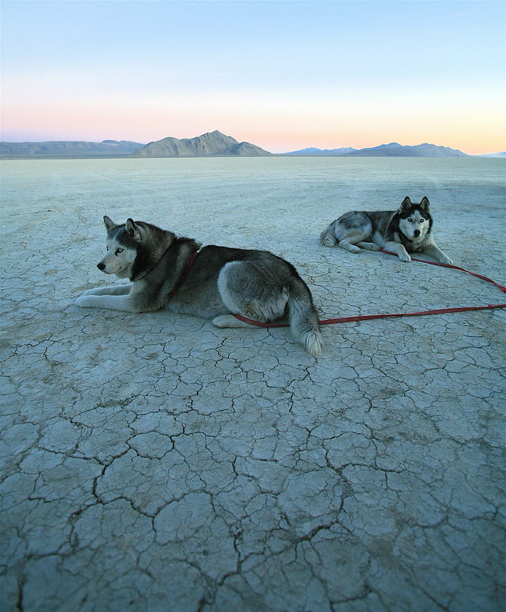 two Alaskan Malamutes with red leash on open field, Playa, Pups, Alaskan Malamutes, red, leash, open field, Black Rock  Desert, Siberian Husky, Dogs, montagnes, chien, top, f25, sled Dog, dog, nature, animal, mammal, pets, HD wallpaper