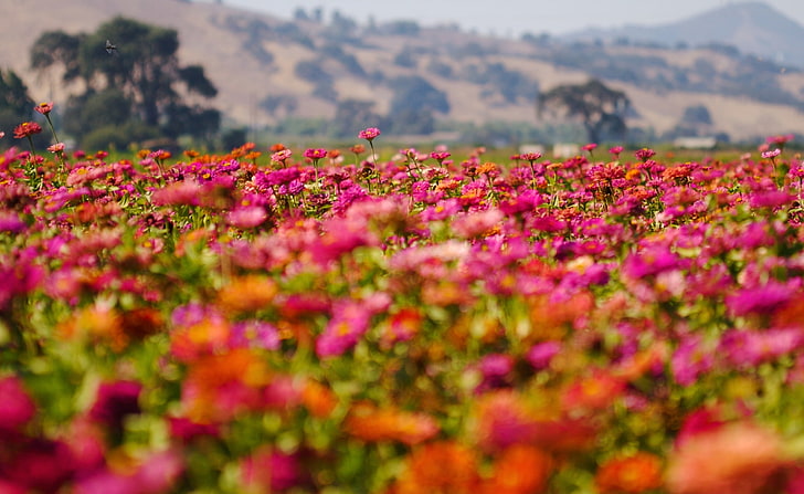 Flower Field, oranye dan pink petaled bunga, Nature, Landscape, Flowers, Field, Wildflowers, Wallpaper HD