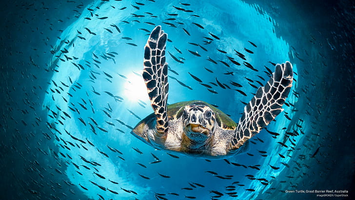 Зелена костенурка, Голям бариерен риф, Австралия, океански живот, HD тапет