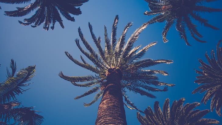 Natur, Palmen, HD-Hintergrundbild