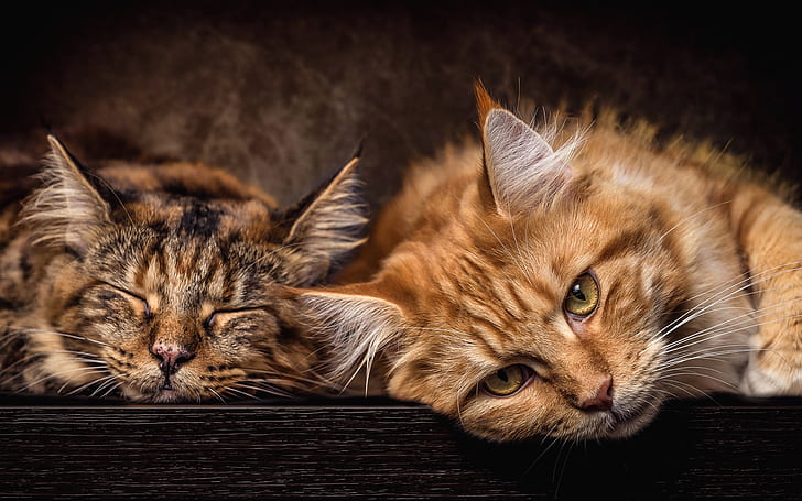 cat, cats, the dark background, grey, stay, portrait, red, pair, two, muzzle, lie, Maine Coon, boys, HD wallpaper