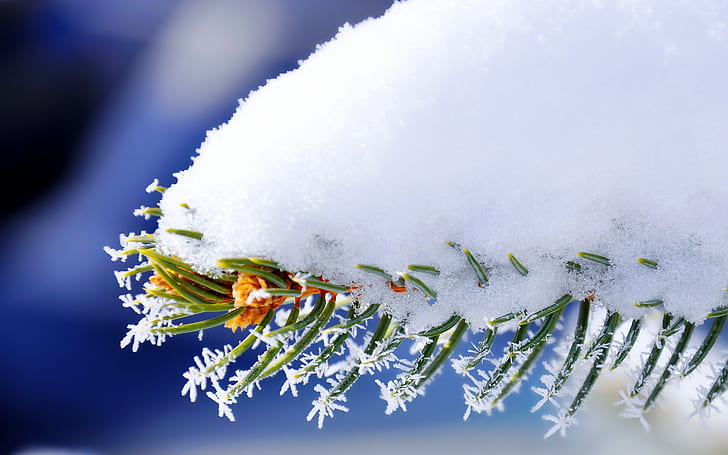 Śnieg na gałęziach, śnieg, gałąź, Tapety HD