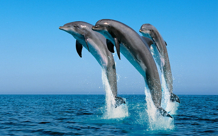 trois dauphins gris, dauphins, saut, eau, mer, pulvérisation, de manière synchrone, Fond d'écran HD