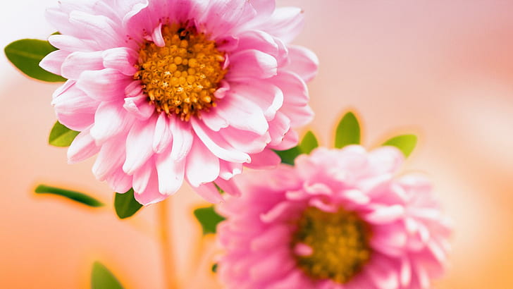 Pink Floral, pink, floral, flowers, HD wallpaper