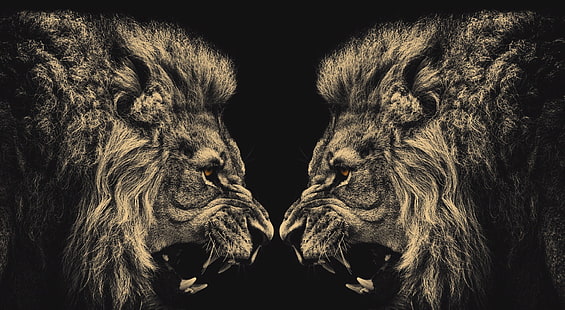 Lejon, två lejon tapeter, Djur, Vilda, HD tapet HD wallpaper
