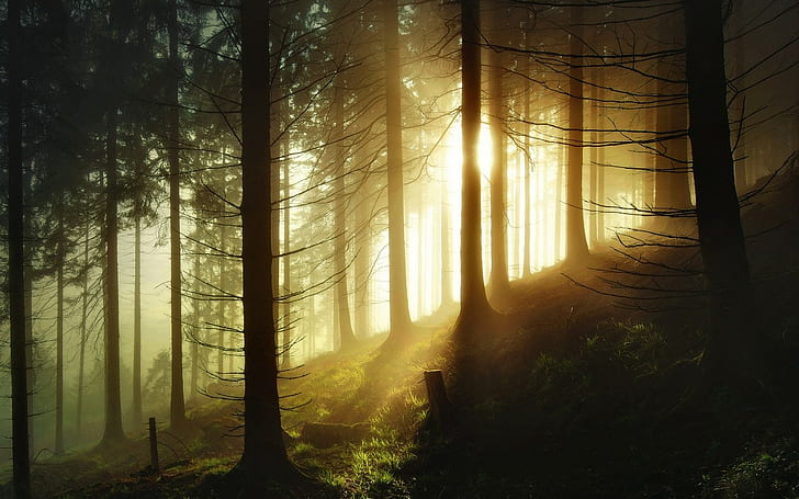 пейзаж, природа, лес, Германия, солнечный свет, туман, деревья, утро, холмы, HD обои