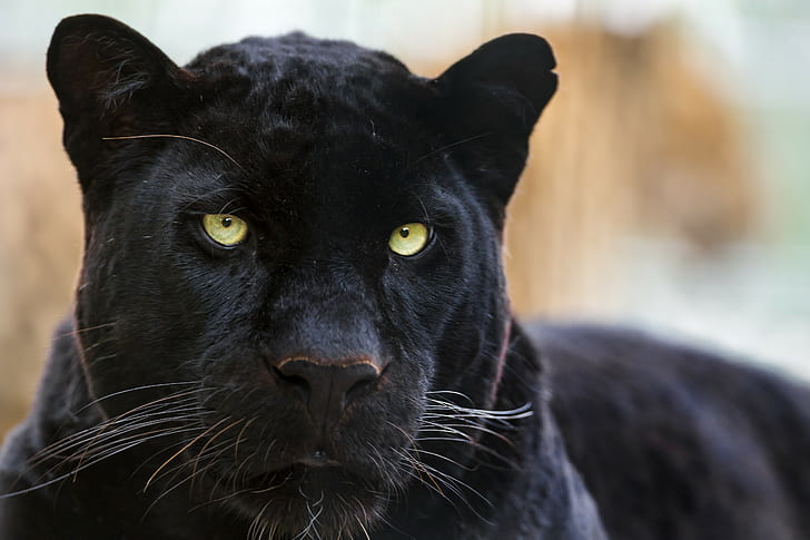 Kucing liar hitam, puma, hewan jaguar, liar, kucing, panter, hitam, puma, Wallpaper HD