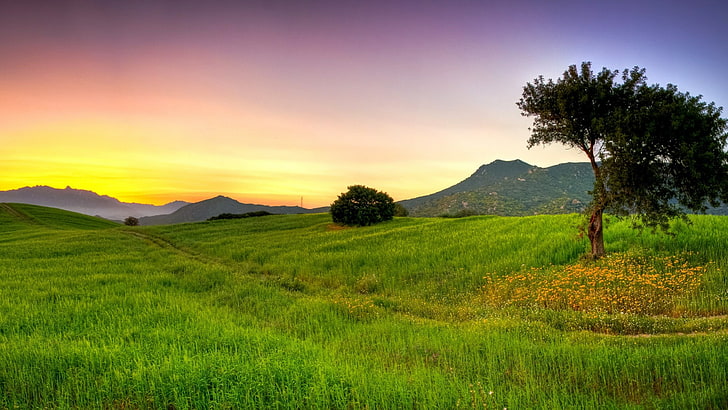 grassland, nature, sky, field, meadow, grass, hill, pasture, tree, sunset, lone tree, rural area, plain, HD wallpaper
