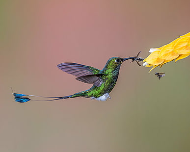zielony koliber jedzący owad, działanie bezpośrednie, zielony, kolibry, owad, soczewka, koliber, ptak, natura, zwierzę, unoszący się, opalizujący, latający, dzika przyroda, skrzydło zwierzęcia, rozpostarte skrzydła, woliera, pióro, Tapety HD HD wallpaper