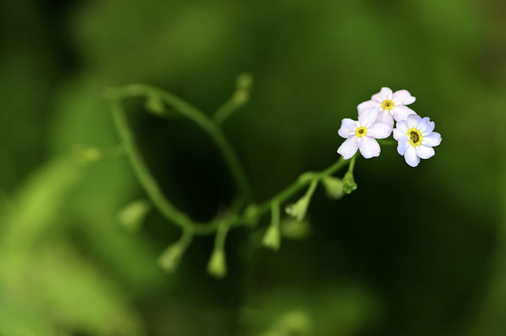 selective focus photo of white petaled flower, tiny, tiny, soft, green, background, selective focus, photo, white, flower, blue, blurred, bokeh, core, curved, nature, petals, pink, plant, yellow, petal, close-up, springtime, freshness, green Color, HD wallpaper